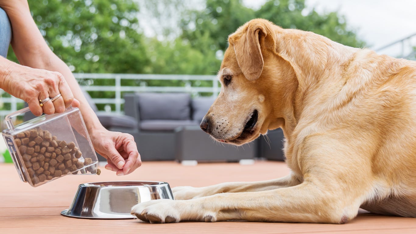dog foods that are causing heart disease